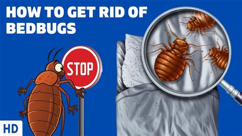 don t let the gucci bite meaning|Sleep Tight, Don’t Let the Bed Bugs Bite – A Myth Debunked.